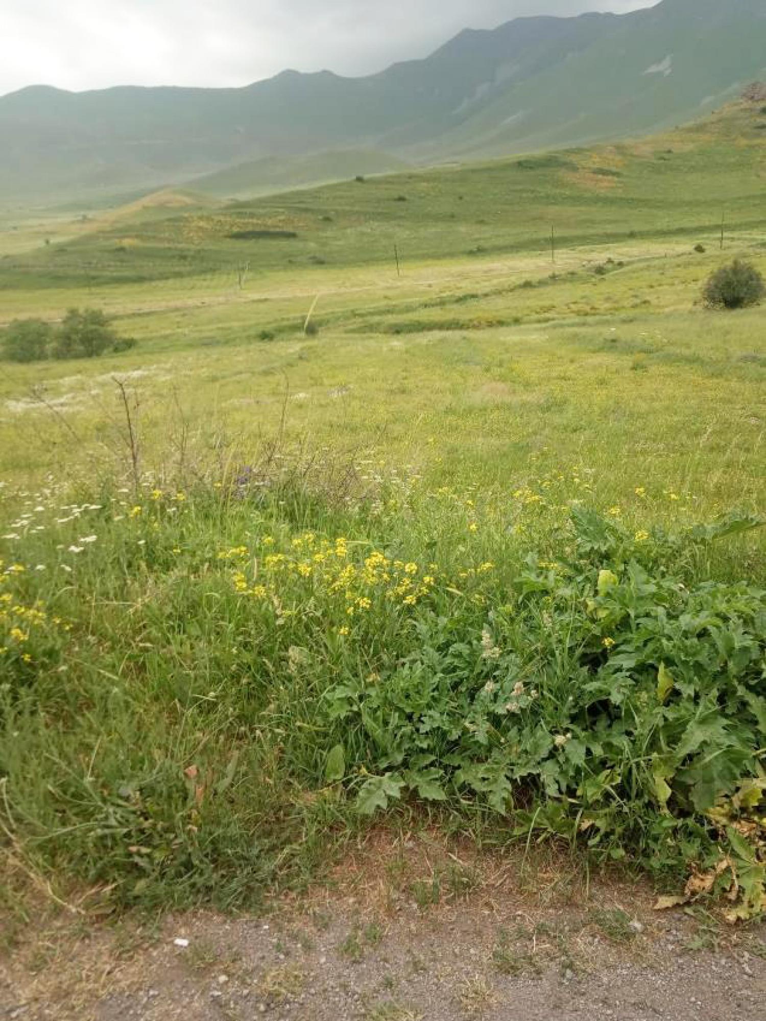 Խոտհարքի 1/7 բաժնեմասը, Վերիշեն