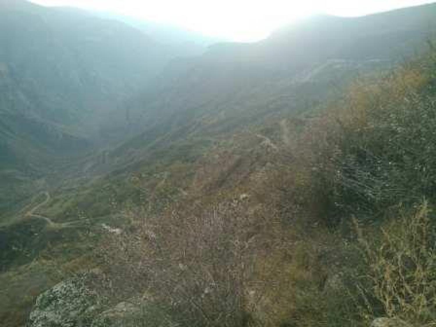 Պտղատու այգի, Հալիձոր