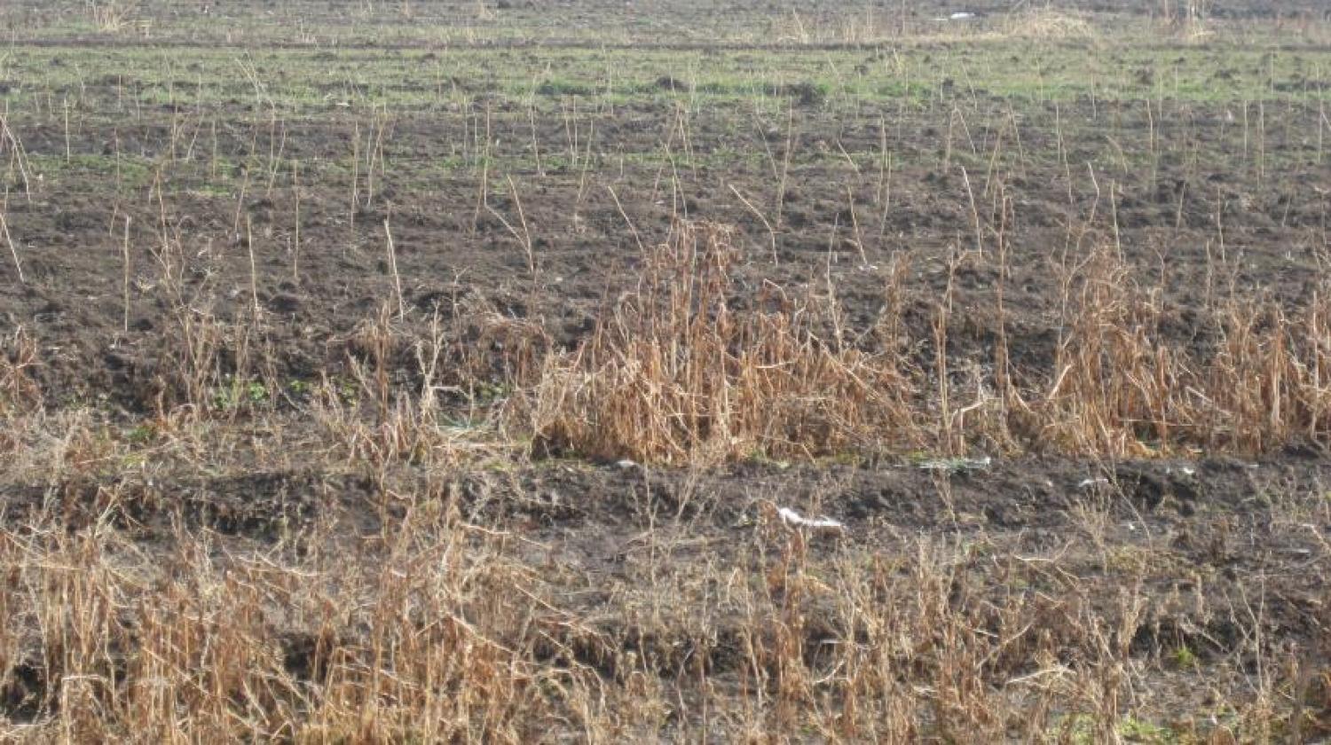 	Վարելահողի 1/5 բաժնեմասը, Մրգաստան