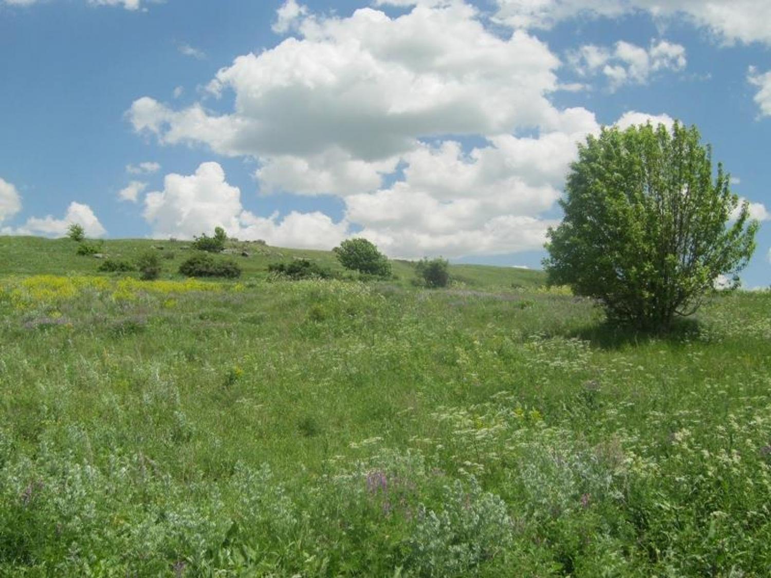 Տնամերձ հողամաս,  Կեչուտ