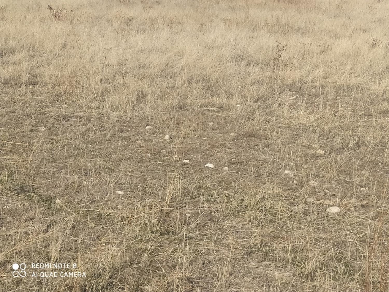 Խոտհարք, Խաչիկ