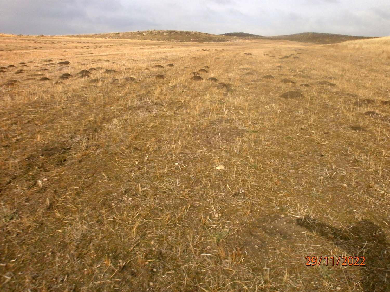Վարելահող, Մարալիկ