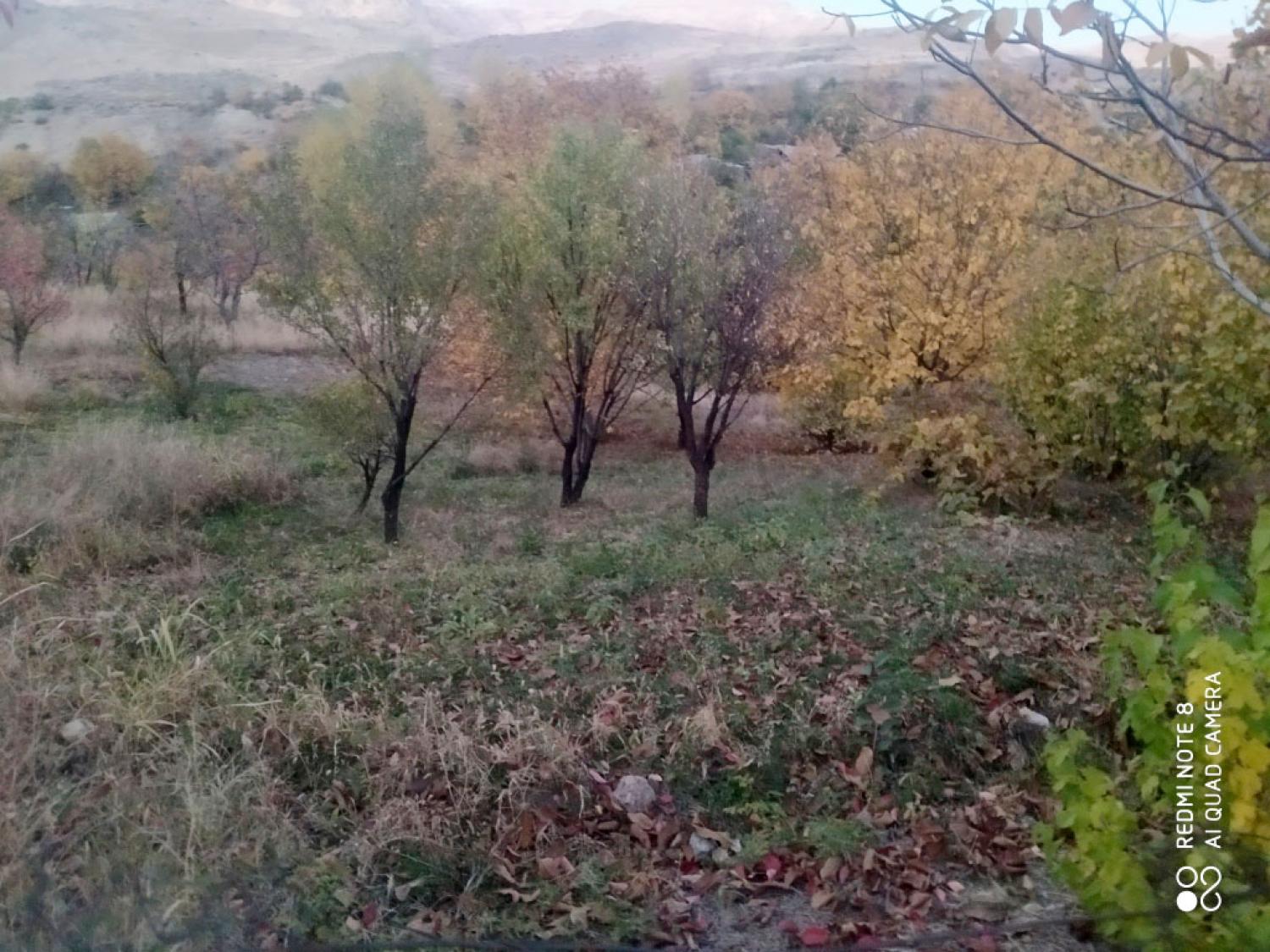 Տնամերձ հողամաս, Չիվա